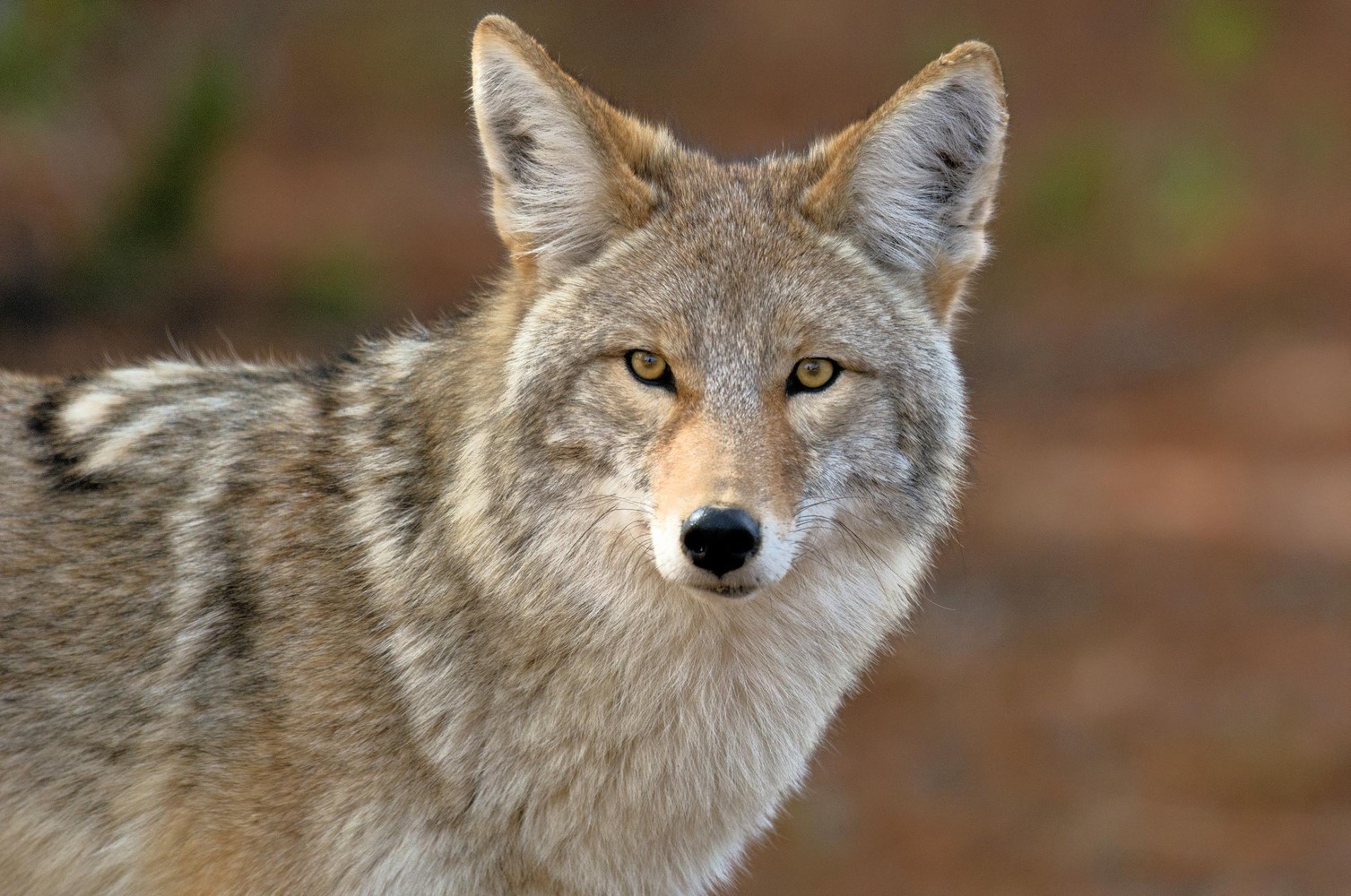 Coyote-Photo-JPG.jpeg